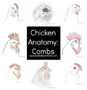 Chicken Anatomy Combs