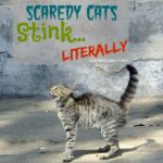 Scaredy Cats Stink