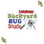 Ladybug – Backyard Bug Study