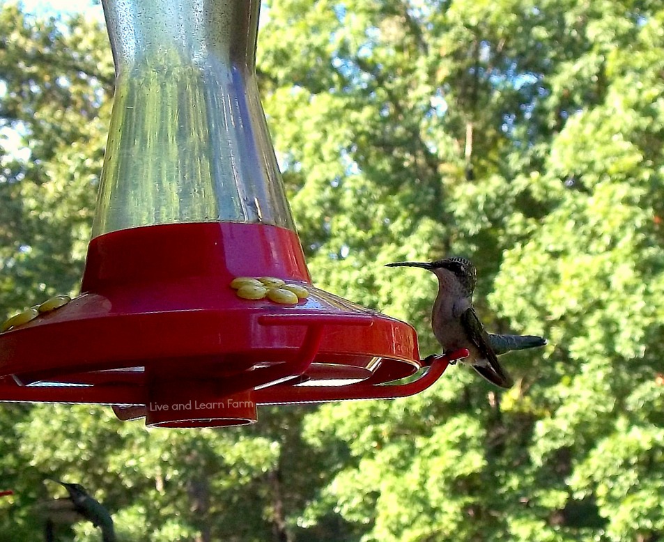 hummingbirds-2-live-and-learn-farm